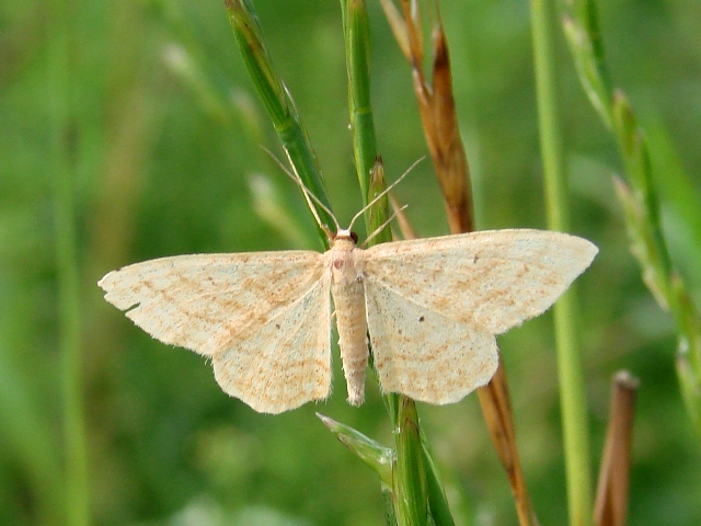 Idaea rufaria